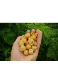 Framboisier 'Fall gold' - Rubus idaeus  - Haie champetre  - Pepiniere Alsace - Vegetal Local Nord Est - Bio - Jardin forêt comestible - fruitier - permaculture