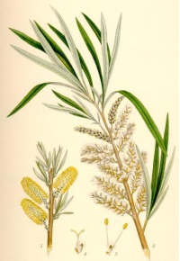 Saule des vanniers - Salix viminalis - Haie champetre  - Pepiniere Alsace - Vegetal Local Nord Est - Bio - Jardin forêt comestible - fruitier - permaculture
