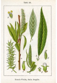 Saule fragile - Salix fragilis - Haie champetre  - Pepiniere Alsace - Vegetal Local Nord Est - Bio - Jardin forêt comestible - fruitier - permaculture