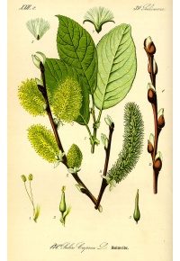 Saule marsault - Salix caprea - Haie champetre  - Pepiniere Alsace - Vegetal Local Nord Est - Bio - Jardin forêt comestible - fruitier - permaculture