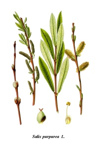 Saule pourpre - Salix purpurea - Haie champetre  - Pepiniere Alsace - Vegetal Local Nord Est - Bio - Jardin forêt comestible - fruitier - permaculture