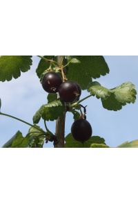 Caseille ‘Anita’ - Ribes nigrum x divaricatum x uva-crispa - Haie champetre  - Pepiniere Alsace - Vegetal Local Nord Est - Bio - Jardin forêt comestible - fruitier - permaculture