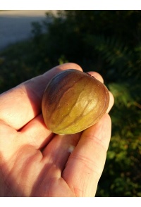 Figuier 'Türkiye' violette - Ficus carica - Haie champetre  - Pepiniere Alsace - Vegetal Local Nord Est - Bio - Jardin forêt comestible - fruitier - permaculture