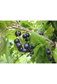 Cassissier ‘Noir de Bourgogne’ - Ribes nigrum - Haie champetre  - Pepiniere Alsace - Vegetal Local Nord Est - Bio - Jardin forêt comestible - fruitier - permaculture