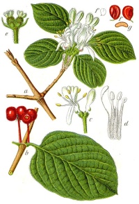 Camérisier à balai - Lonicera xylosteum - Haie champetre  - Pepiniere Alsace - Vegetal Local Nord Est - Bio - Jardin forêt comestible - fruitier - permaculture