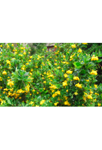Épine-vinette à feuilles de Buis - Vinettier nain - Berberis buxifolia ‘Nana’  - Haie champetre  - Pepiniere Alsace - Vegetal Local Nord Est - Bio - Jardin forêt comestible - fruitier - permaculture