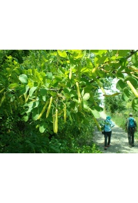 Caraganier de Sibérie – Arbre aux pois - Caragana arborescens - Haie champetre  - Pepiniere Alsace - Vegetal Local Nord Est - Bio - Jardin forêt comestible - fruitier - permaculture