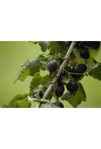 Caseille ‘Josta’ - Ribes nigrum x divaricatum x uva-crispa - Haie champetre  - Pepiniere Alsace - Vegetal Local Nord Est - Bio - Jardin forêt comestible - fruitier - permaculture