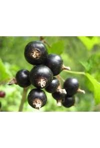 Cassissier ‘Arno’ - Ribes nigrum - Haie champetre  - Pepiniere Alsace - Vegetal Local Nord Est - Bio - Jardin forêt comestible - fruitier - permaculture