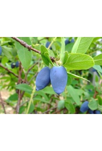 Chèvrefeuille comestible – Baie de mai ‘Edulis’ - Lonicera caerulea  - Haie champetre  - Pepiniere Alsace - Vegetal Local Nord Est - Bio - Jardin forêt comestible - fruitier - permaculture