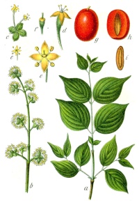 Cornouiller mâle - Cornus mas - Haie champetre  - Pepiniere Alsace - Vegetal Local Nord Est - Bio - Jardin forêt comestible - fruitier - permaculture