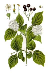 Cornouiller sanguin - Cornus sanguinea - Haie champetre  - Pepiniere Alsace - Vegetal Local Nord Est - Bio - Jardin forêt comestible - fruitier - permaculture