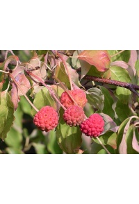 Cornouiller de Chine - Cornus kousa chinensis - Haie champetre  - Pepiniere Alsace - Vegetal Local Nord Est - Bio - Jardin forêt comestible - fruitier - permaculture