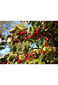 Cornouiller mâle à gros fruits 'Schönbrunner Gourmet Dirndl' - Cornus mas 'Schönbrunner Gourmet Dirndl' - Haie champetre  - Pepiniere Alsace - Vegetal Local Nord Est - Bio - Jardin forêt comestible - fruitier - permaculture