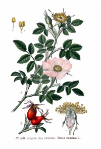 Églantier - Rosa canina - Haie champetre  - Pepiniere Alsace - Vegetal Local Nord Est - Bio - Jardin forêt comestible - fruitier - permaculture