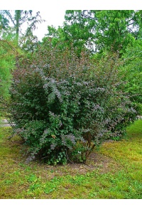 Épine-vinette - Berberis vulgaris - Haie champetre  - Pepiniere Alsace - Vegetal Local Nord Est - Bio - Jardin forêt comestible - fruitier - permaculture