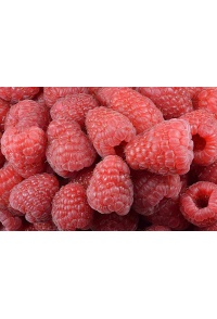 Framboisier 'Heritage' - Rubus idaeus - Haie champetre  - Pepiniere Alsace - Vegetal Local Nord Est - Bio - Jardin forêt comestible - fruitier - permaculture