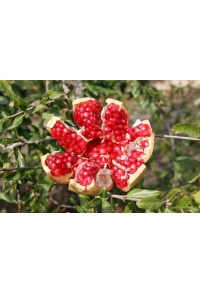 Grenadier 'Mollar de Elche' - Punica granatum - Haie champetre  - Pepiniere Alsace - Vegetal Local Nord Est - Bio - Jardin forêt comestible - fruitier - permaculture