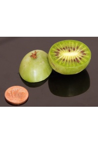 Kiwaï 'Maki' - Actinidia arguta - Haie champetre  - Pepiniere Alsace - Vegetal Local Nord Est - Bio - Jardin forêt comestible - fruitier - permaculture