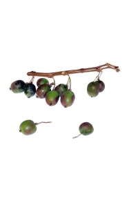 Kiwaï 'Red one' - Actinidia arguta - Haie champetre  - Pepiniere Alsace - Vegetal Local Nord Est - Bio - Jardin forêt comestible - fruitier - permaculture
