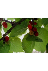 Mûrier rouge 'Illinois Everbearing' - Morus rubra - Haie champetre  - Pepiniere Alsace - Vegetal Local Nord Est - Bio - Jardin forêt comestible - fruitier - permaculture