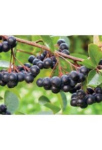 aronie_a_feuille_de_prunier_Nero_aronia_prunifolia_Nero_Haie champetre  - Pepiniere Alsace - Vegetal Local Nord Est- Bio - Jardin forêt comestible - fruitier - permaculture