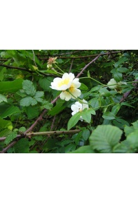 Rosier des champs - Rosa arvensis - Haie champetre  - Pepiniere Alsace - Vegetal Local Nord Est - Bio - Jardin forêt comestible - fruitier - permaculture
