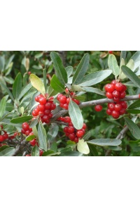 Shépherdie argentée - Shepherdia argentea - Haie champetre  - Pepiniere Alsace - Vegetal Local Nord Est - Bio - Jardin forêt comestible - fruitier - permaculture