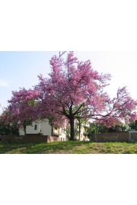 arbre-de-judee_Cercis_siliquastrum - Haie champetre  - Pepiniere Alsace - Vegetal Local Nord Est- Bio - Jardin forêt comestible - fruitier - permaculture