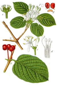 Camérisier à balai - Lonicera xylosteum - Haie champetre  - Pepiniere Alsace - Vegetal Local Nord Est - Bio - Jardin forêt comestible - fruitier - permaculture
