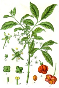 Fusain d’Europe - Euonymus europeaus - Haie champetre  - Pepiniere Alsace - Vegetal Local Nord Est - Bio - Jardin forêt comestible - fruitier - permaculture