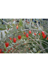 Goji - Lycium barbarum - Haie champetre  - Pepiniere Alsace - Vegetal Local Nord Est - Bio - Jardin forêt comestible - fruitier - permaculture
