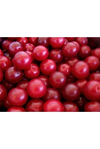 Prunier myrobolan - Prunus cerasifera myrobolana - Haie champetre  - Pepiniere Alsace - Vegetal Local Nord Est - Bio - Jardin forêt comestible - fruitier - permaculture