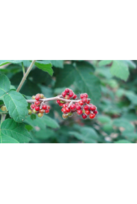 Sumac aromatique 'Grow low' – Vinaigrier couvre-sol - Rhus aromatica 'Grow low' - Haie champetre  - Pepiniere Alsace - Vegetal Local Nord Est - Bio - Jardin forêt comestible - fruitier - permaculture