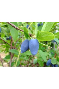 Chèvrefeuille comestible – Baie de mai ‘Edulis’ - Lonicera caerulea  - Haie champetre  - Pepiniere Alsace - Vegetal Local Nord Est - Bio - Jardin forêt comestible - fruitier - permaculture