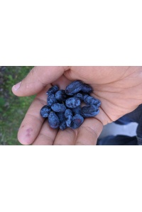 Chèvrefeuille comestible – Baie de mai ‘Redwood’ - Lonicera caerulea  - Haie champetre  - Pepiniere Alsace - Vegetal Local Nord Est - Bio - Jardin forêt comestible - fruitier - permaculture