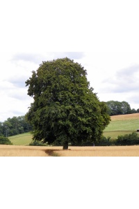 Hêtre commun - Fagus sylvatica - Haie champetre  - Pepiniere Alsace - Vegetal Local Nord Est - Bio - Jardin forêt comestible - fruitier - permaculture
