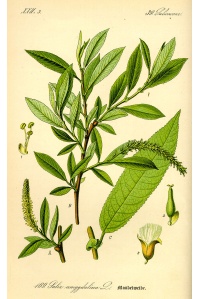 Saule à trois étamines - Salix triandra - Haie champetre  - Pepiniere Alsace - Vegetal Local Nord Est - Bio - Jardin forêt comestible - fruitier - permaculture