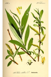 Saule blanc - Salix alba - Haie champetre  - Pepiniere Alsace - Vegetal Local Nord Est - Bio - Jardin forêt comestible - fruitier - permaculture