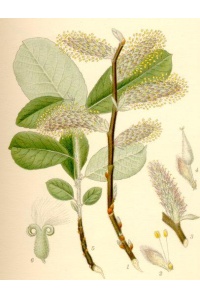 Saule cendré - Salix cinerea - Haie champetre  - Pepiniere Alsace - Vegetal Local Nord Est - Bio - Jardin forêt comestible - fruitier - permaculture