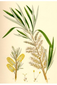 Saule des vanniers - Salix viminalis - Haie champetre  - Pepiniere Alsace - Vegetal Local Nord Est - Bio - Jardin forêt comestible - fruitier - permaculture