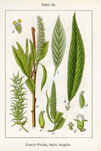 Saule fragile - Salix fragilis - Haie champetre  - Pepiniere Alsace - Vegetal Local Nord Est - Bio - Jardin forêt comestible - fruitier - permaculture