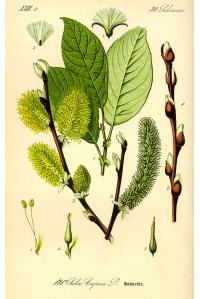 Saule marsault - Salix caprea - Haie champetre  - Pepiniere Alsace - Vegetal Local Nord Est - Bio - Jardin forêt comestible - fruitier - permaculture