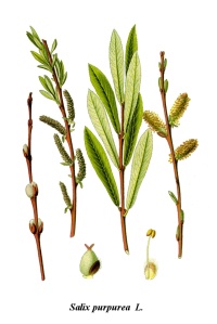 Saule pourpre - Salix purpurea - Haie champetre  - Pepiniere Alsace - Vegetal Local Nord Est - Bio - Jardin forêt comestible - fruitier - permaculture