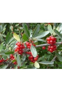 Shépherdie argentée - Shepherdia argentea - Haie champetre  - Pepiniere Alsace - Vegetal Local Nord Est - Bio - Jardin forêt comestible - fruitier - permaculture