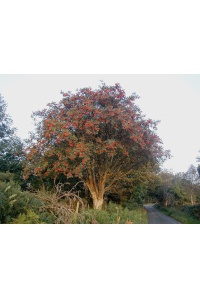 Sorbier des oiseleurs - Sorbus aucuparia - Haie champetre  - Pepiniere Alsace - Vegetal Local Nord Est - Bio - Jardin forêt comestible - fruitier - permaculture