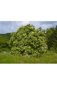 Sureau noir - Sambucus nigra - Haie champetre  - Pepiniere Alsace - Vegetal Local Nord Est - Bio - Jardin forêt comestible - fruitier - permaculture