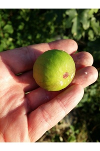 Figuier 'Türkiye' verte - Ficus carica - Haie champetre  - Pepiniere Alsace - Vegetal Local Nord Est - Bio - Jardin forêt comestible - fruitier - permaculture