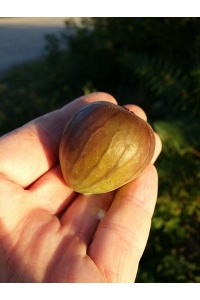 Figuier 'Türkiye' violette - Ficus carica - Haie champetre  - Pepiniere Alsace - Vegetal Local Nord Est - Bio - Jardin forêt comestible - fruitier - permaculture