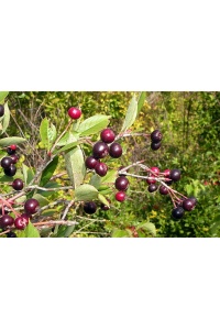 aronie_a_feuille_de_prunier_aron_aronia_prunifolia_aron_Haie champetre  - Pepiniere Alsace - Vegetal Local Nord Est- Bio - Jardin forêt comestible - fruitier - permaculture